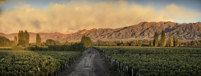 Alta Vista