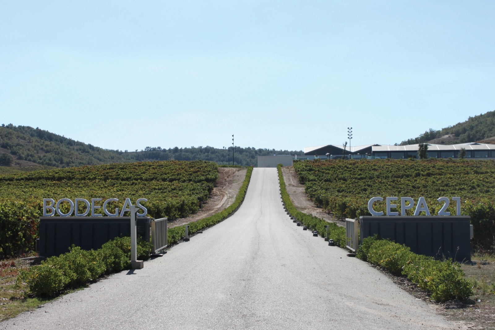 Cepa 21