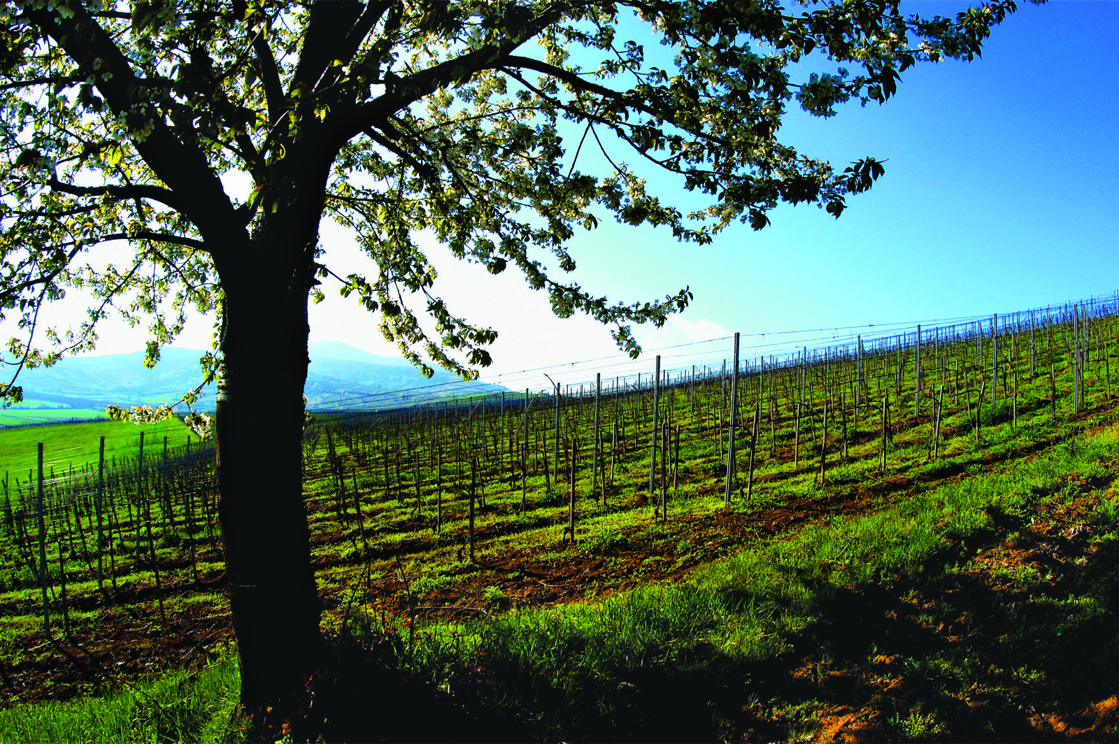 Château Dereszla