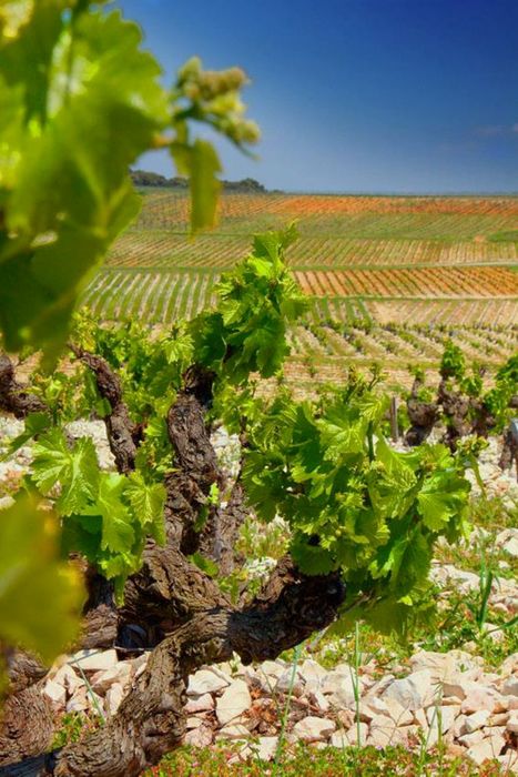 Clos de L’Oratoire des Papes