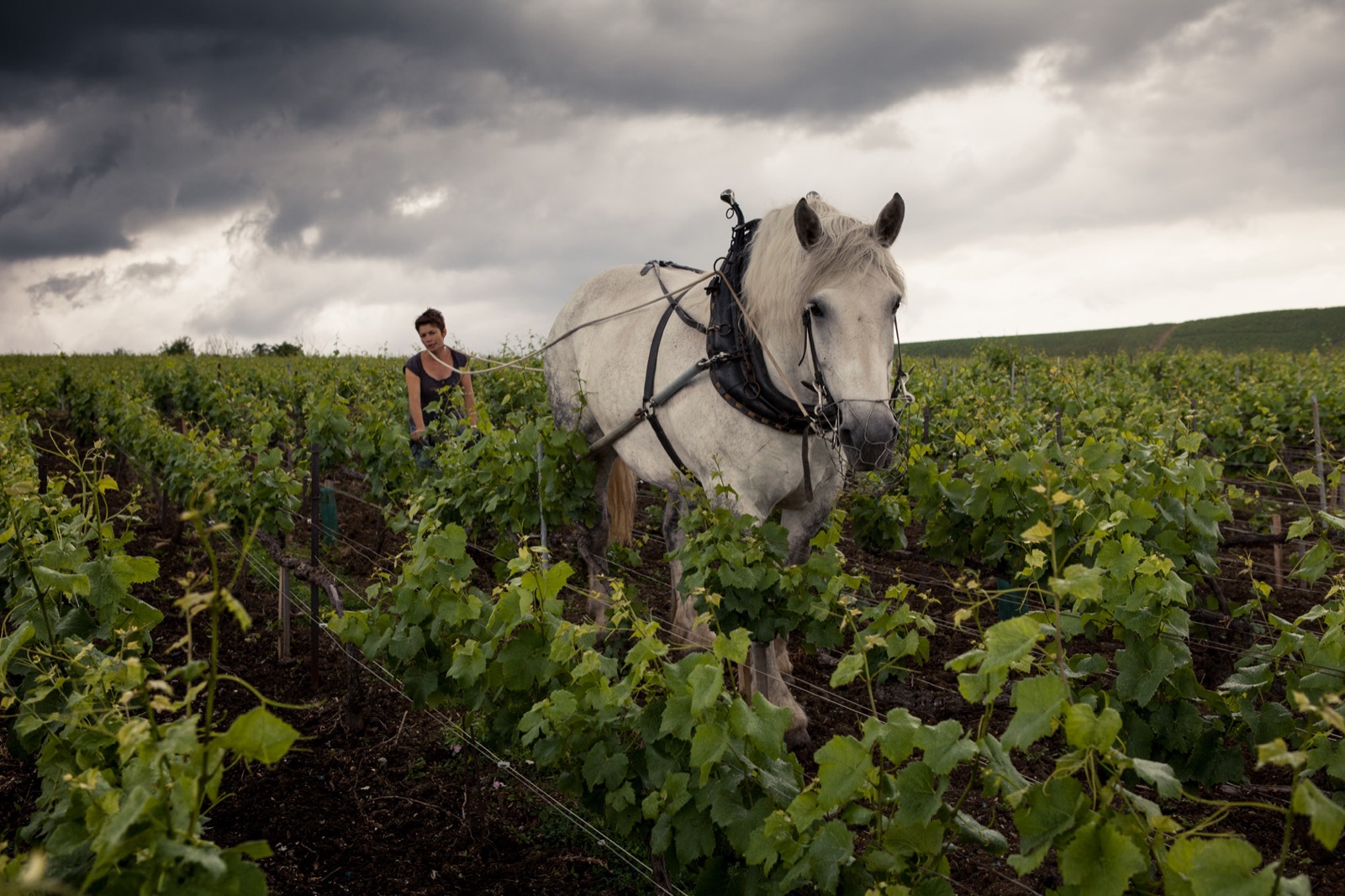 Louis Roederer