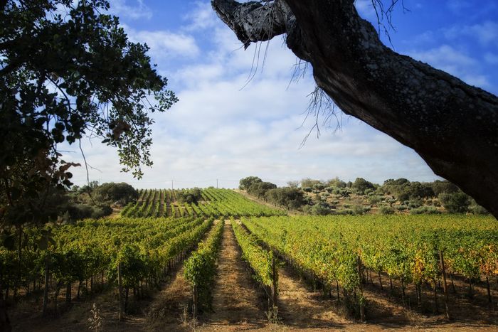 Luis Duarte Vinhos