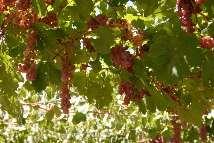 Pisquera de Chile